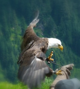 Weisskopf Seeadler                                  